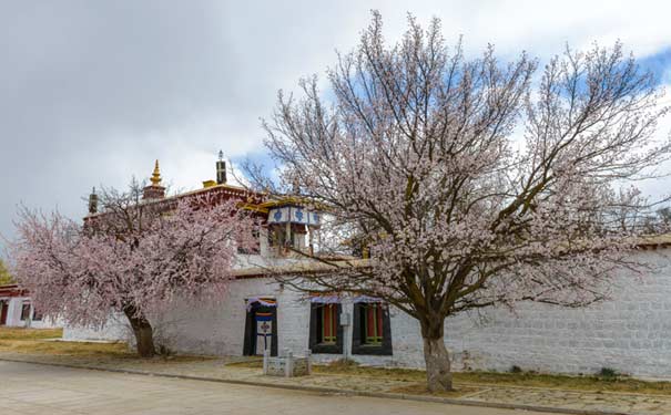 西藏旅游景点：罗布林卡(人民公园)春季花开