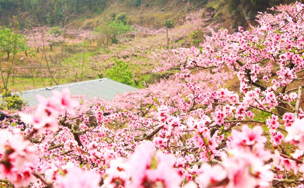 成都春天旅游去哪里：龙泉花果山风景区