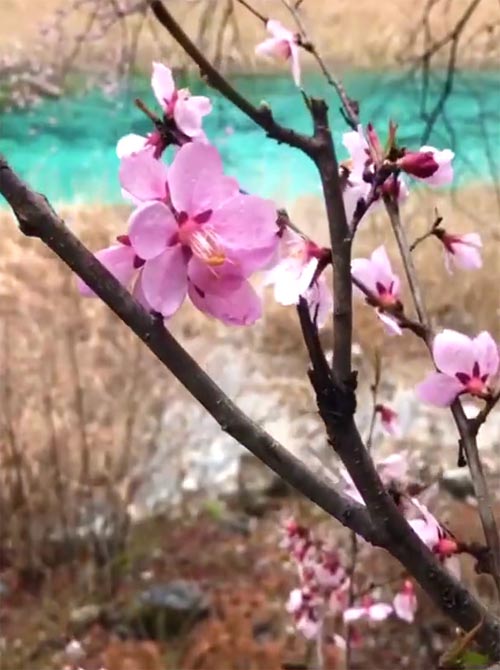 春天九寨沟旅游：九寨沟桃花盛开