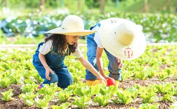 田园耕作，种植小白菜