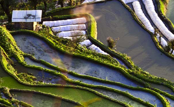 云南旅游：元阳梯田