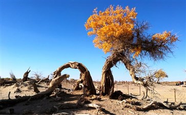 额济纳旗胡杨林墓地怪树林-重庆青年旅行社