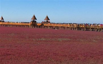 辽宁盘锦红海滩-东北辽宁秋季红叶旅游