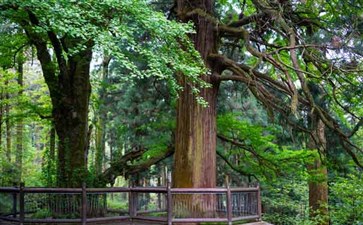 江西庐山三宝树