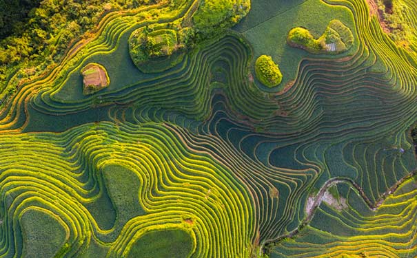 桂林旅游：龙脊金坑梯田