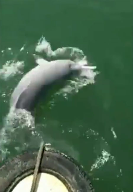 广西旅游：钦州三娘湾白海豚