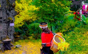 妥乐古银杏景区-重庆旅行社