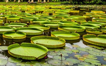 西双版纳旅游：勐仑植物园