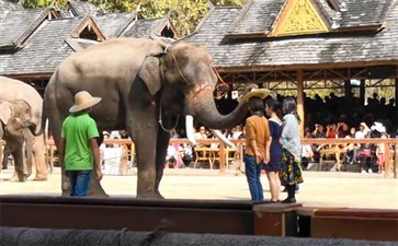 西双版纳旅游：野象谷大象表演