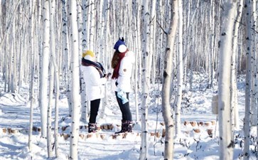 雪中白桦林-重庆旅行社