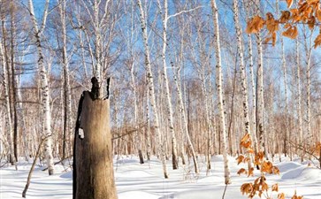 漠河冰雪白桦林