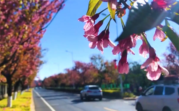 秋季云南旅游：昆明红塔西路冬樱花