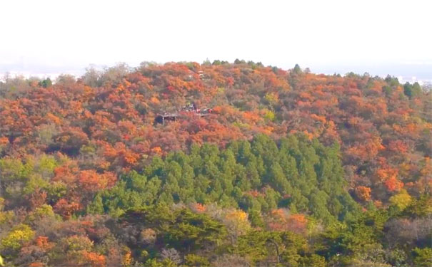 秋季北京旅游：百望山红叶