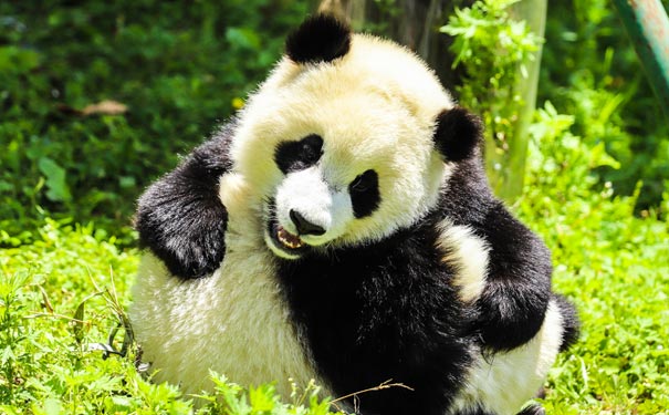 大熊猫吃jio