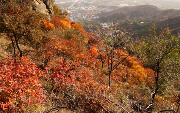 秋季北京旅游：香山公园红叶