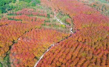 合川古楼红枫景区