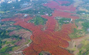 合川古楼红枫景区全景