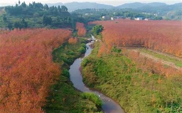 合川古楼红枫景区