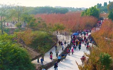 合川古楼红枫景区观景台