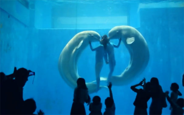 哈尔滨极地馆：白鲸表演