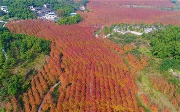 合川古楼红枫