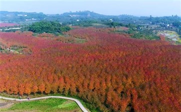 合川古楼红枫