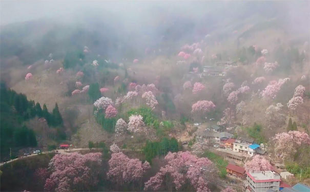 四川旅游：江油吴家后山辛夷花晨雾