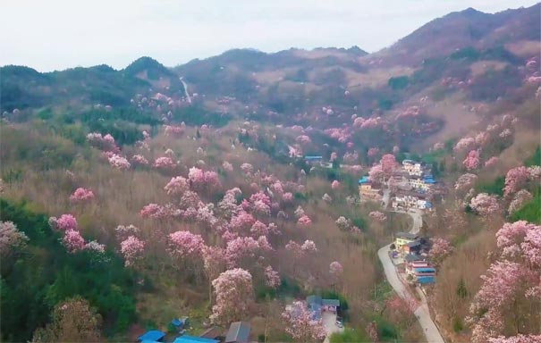 四川旅游：江油吴家后山辛夷花