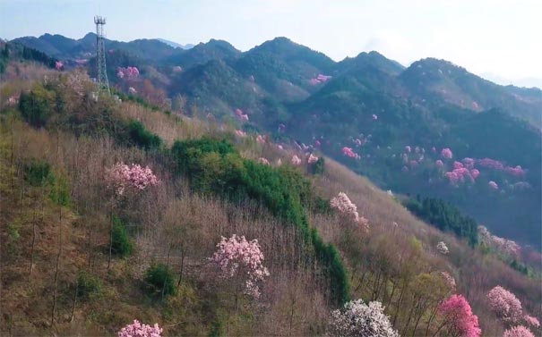 四川旅游：江油吴家后山辛夷花