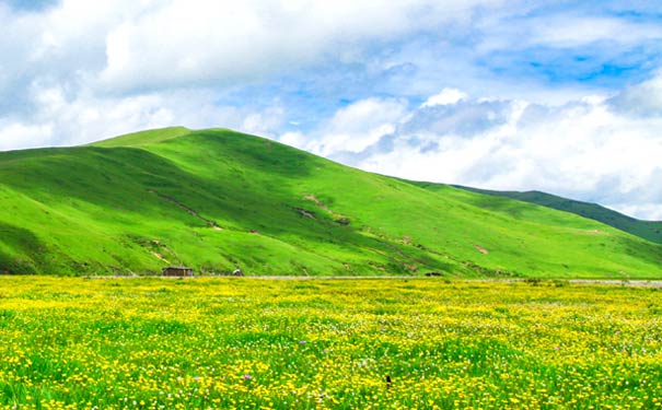 川西旅游：红原草原夏季花海