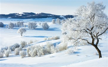 坝上草原雪景