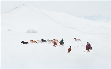 坝上草原雪中骏马