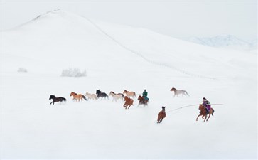 坝上草原雪中骏马