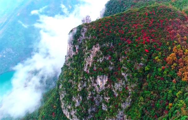 巫山红叶节：红叶盛放