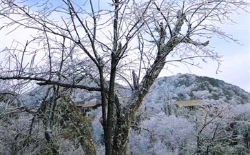 重庆金佛山西坡雪景