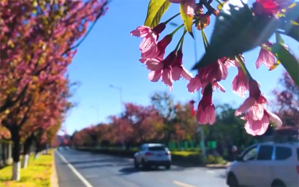 冬季云南旅游推荐：昆明红塔路冬樱花