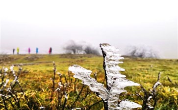 冬季仙女山森林公园