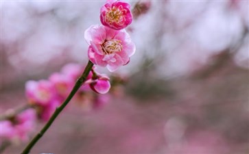 重庆南川大观梅花园