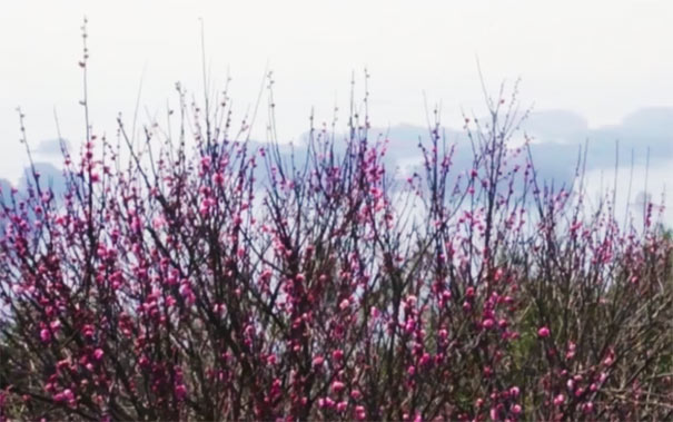 千岛湖旅游景点：梅峰岛梅花