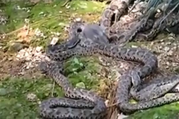 千岛湖旅游景区：神龙岛毒蛇表演