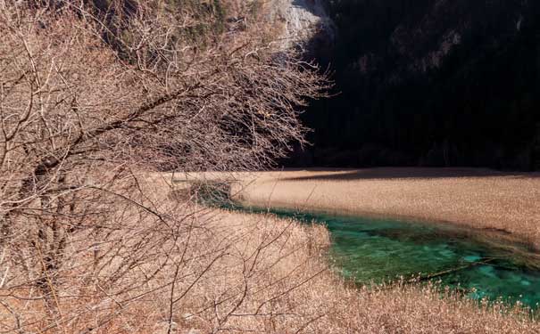 九寨沟旅游景点：芦苇海