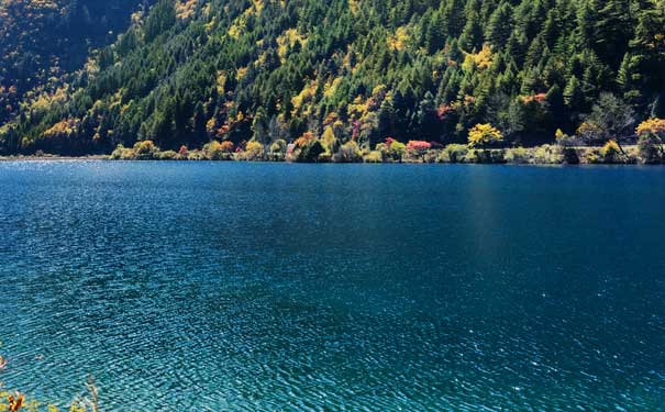 九寨沟旅游景点：日则沟箭竹海