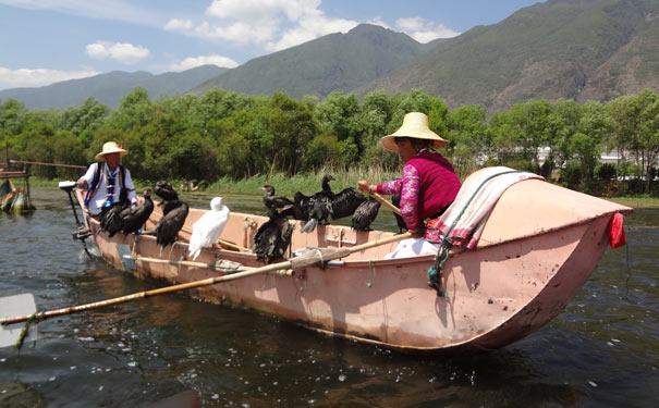 骑行大理旅游：洱海喜洲沙村鱼鹰