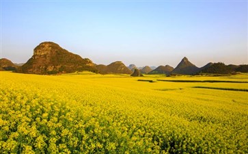 重庆自驾旅游：罗平油菜花