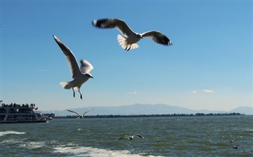 重庆自驾旅游：云南昆明滇池海埂公园