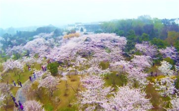 江津美樱花海航拍