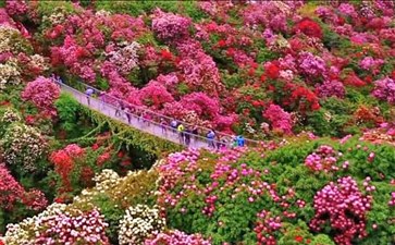 贵州百里杜鹃景区