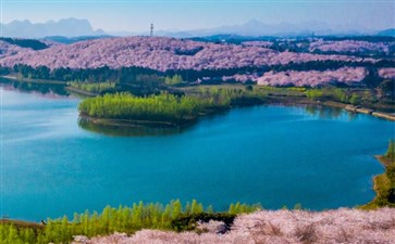 贵州平坝万亩樱花