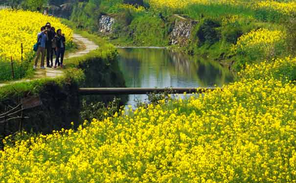 婺源春季旅游：油菜花