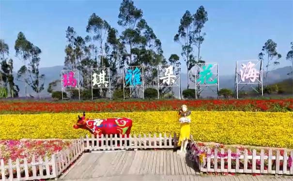 春天厦门旅游：十里蓝山玛琪雅朵花海